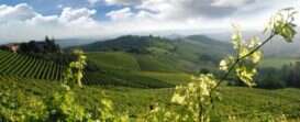 Vigneti Roero Piemonte