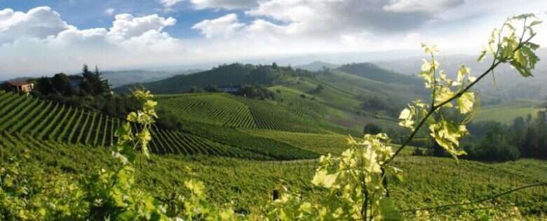 Vigneti Roero Piemonte