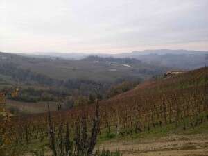 Panorama vigneti Fratelli Aimasso Panorama vigneti Fratelli Aimasso