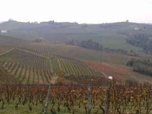 Panorama vigneti Fratelli Aimasso e vista sulle Langhe Panorama vigneti Fratelli Aimasso e vista sulle Langhe