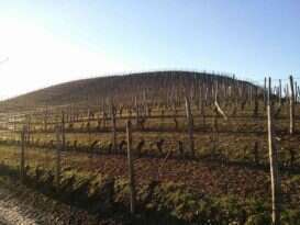 Vigneto Fratelli Aimasso Diano D Alba
