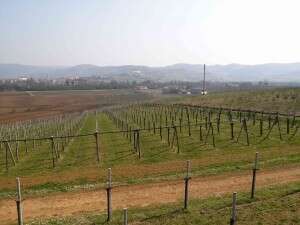 Panorma Vigneti da Villa Favorita 2015