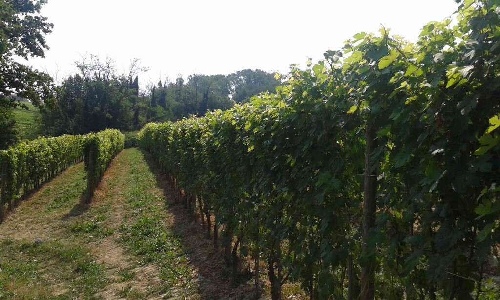 Cantina San Silvestro Vigneti di Nascetta - Novello Langhe