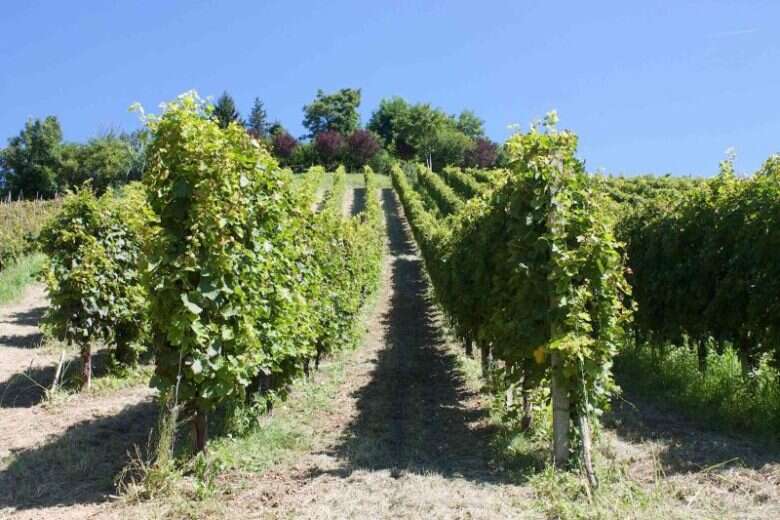Vigna La Pitturina Poggio Rebasti Montescano