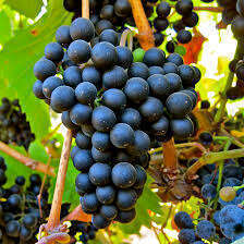 Vitigno Petit Verdot