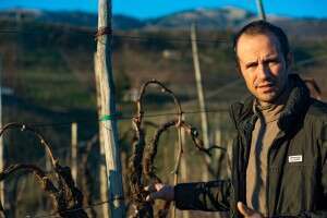 Rebuli Bastia- Michele Rebuli in un Vigneto di Prosecco Rebuli Bastia- Michele Rebuli in un Vigneto di Prosecco