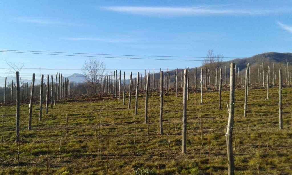 Vigneti Antico Borgo dei Cavalli - Colline Novaresi Boca Vigneti Antico Borgo dei Cavalli - Colline Novaresi Boca
