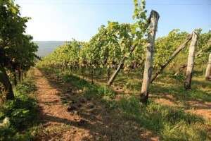 Botticino DOC - Vigneto Cantina Noventa
