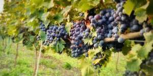 Uva Nero di Troia Cantine Losito Terre del Gargano Puglia