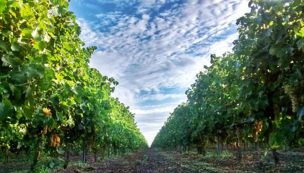 Vigneti Cantine Losito Terre del Gargano Puglia Vigneti Cantine Losito Terre del Gargano Puglia