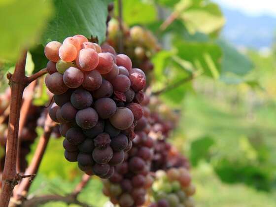 Uva Pinot Grigio Uva Pinot Grigio