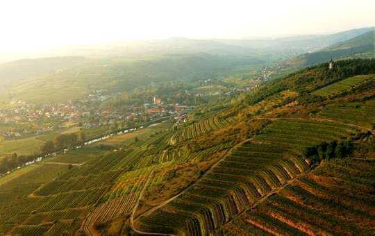 Kamptal DAC - Riesling austriaco