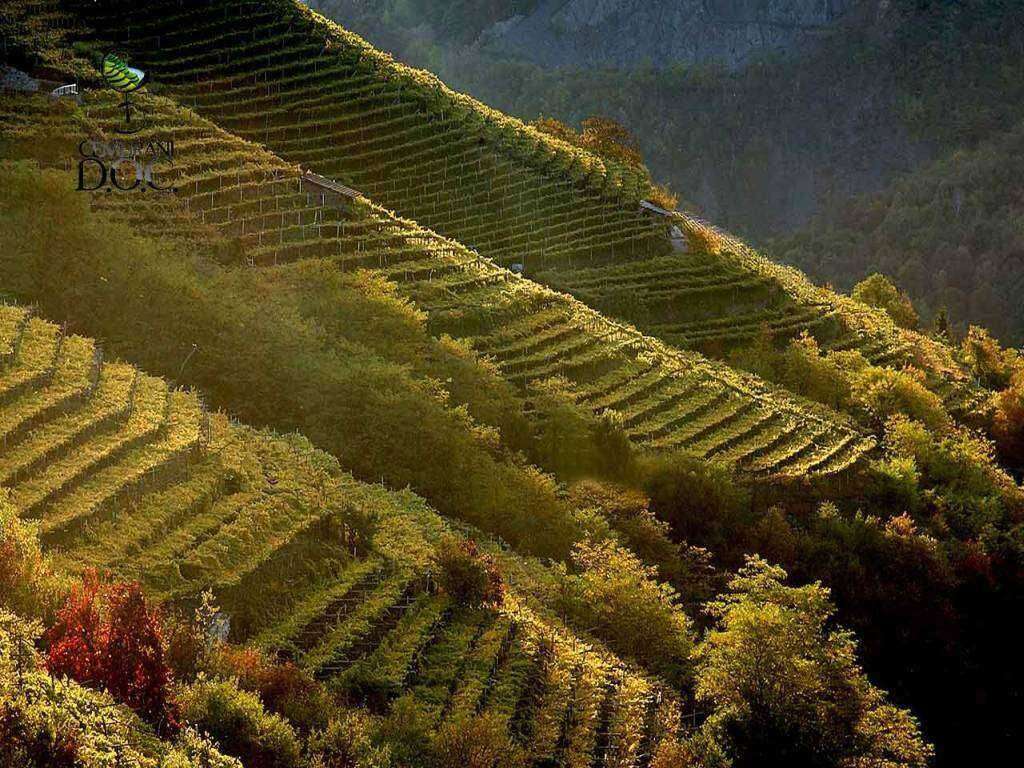 Tramonto sui vigneti della Val di Cembra Tramonto sui vigneti della Val di Cembra