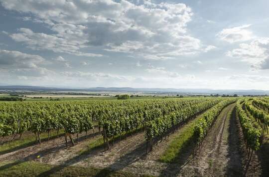Wagram - Weingut Familie Leth - Riesling austriaco Wagram - Weingut Familie Leth - Riesling austriaco