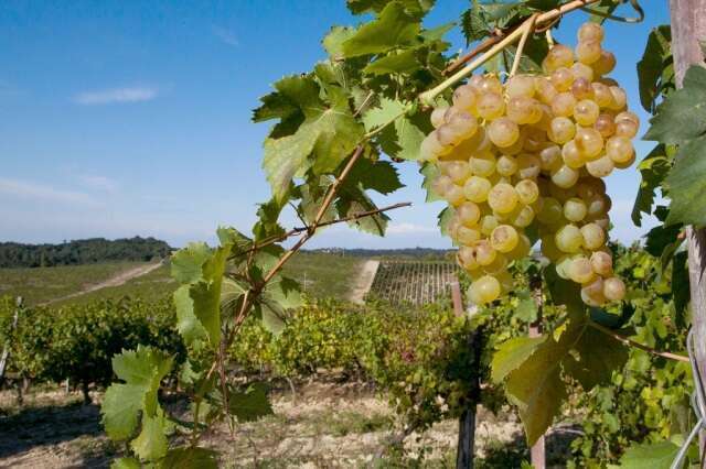 Tasting Gavi - Degustazione Vendemmia Gavi DOCG 2015