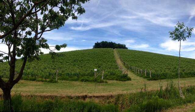 Vigneti nei pressi di Monterotondo Vigneti nei pressi di Monterotondo