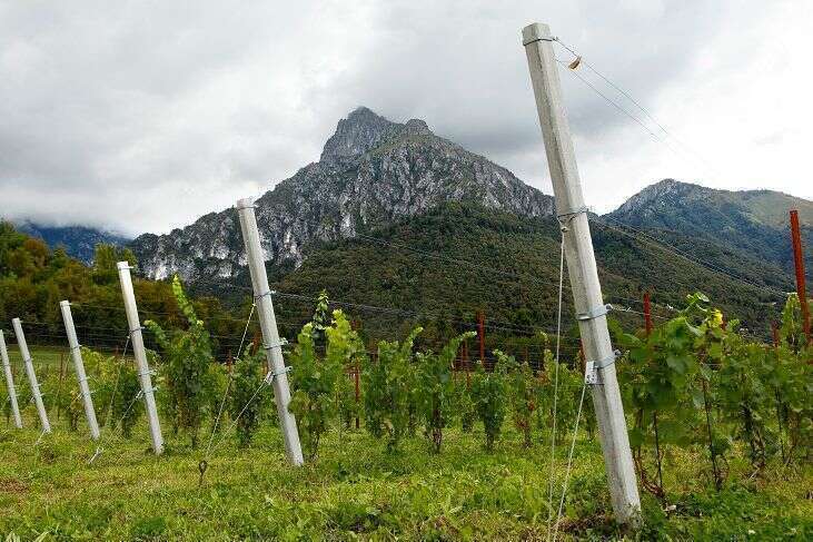 Vigneti De Bacco Dolomiti Bellunesi Vigneti De Bacco Dolomiti Bellunesi