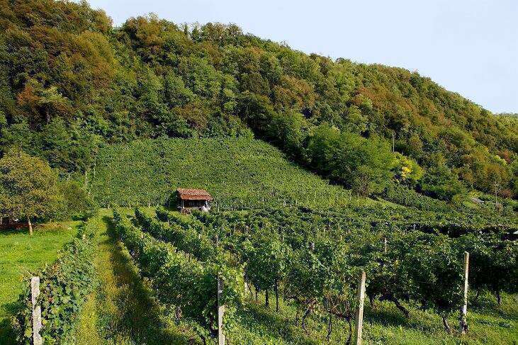 Vigneti De Bacco Feltre
