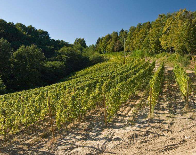 Azienda Agricola Il Poggio - Vigneti Poggio
