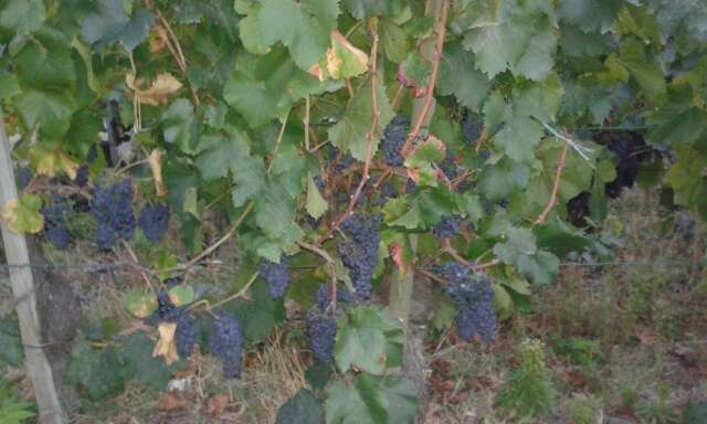 La Vrille - Vigneti di Cornalin La Vrille - Vigneti di Cornalin