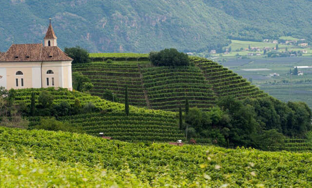 Vigneto del Sanctissimus - Cantina San Paolo