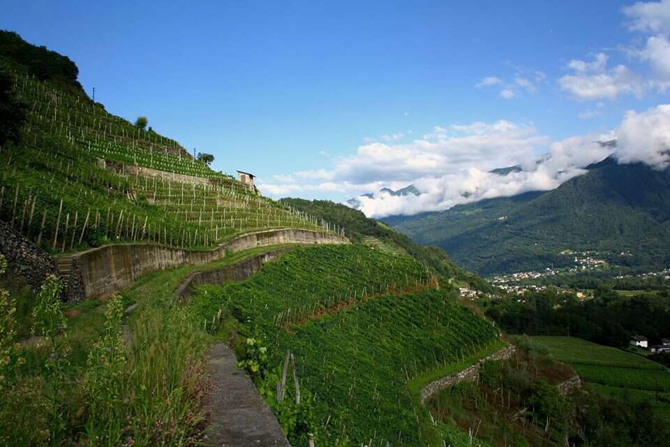 Balgera - Vigneti e Terrazze