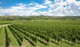 Azienda Agricola Sturm