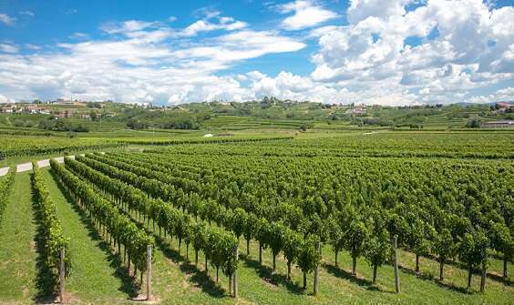 Azienda Agricola Sturm