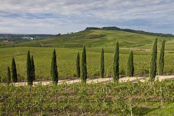 Casale dello Sparviero - Vigneti Chianti Classico Casale dello Sparviero - Vigneti Chianti Classico