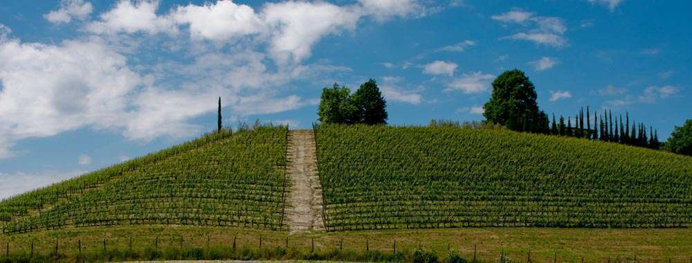 Vigneti Tenuta Cucco Vigneti Tenuta Cucco