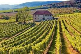 Tokaji - Vigneti Pajzos
