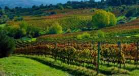 Taurasi Radici - I Vigneti di Montemarano - Mastroberardino