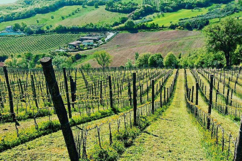Le Vigne di Francesco Massetti in Abruzzo
