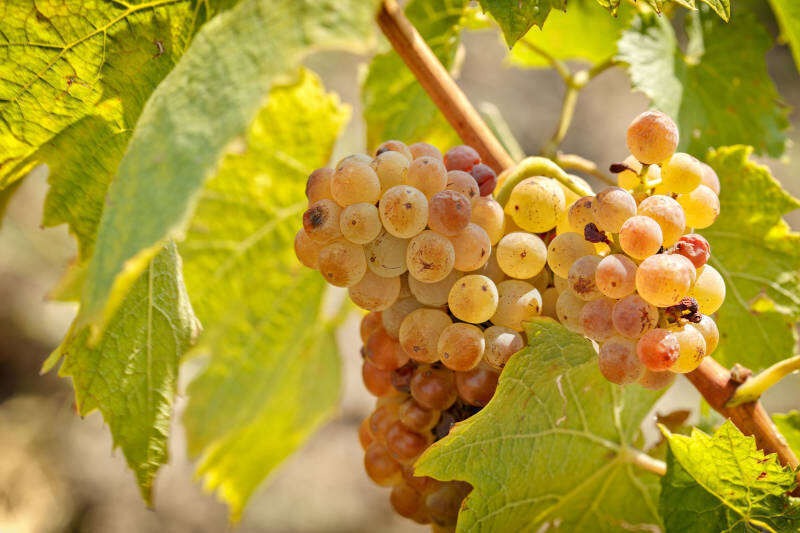 Uva Riesling Uva Riesling - Vini consigliati per il 2020