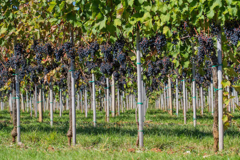 Vigneto di Refosco Vigneto di Refosco - Vini consigliati per il 2020
