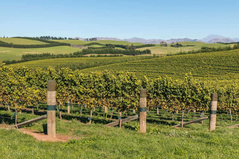 Vigne Sauvignon Blanc nella regione di Marlborough in Nuova Zelanda