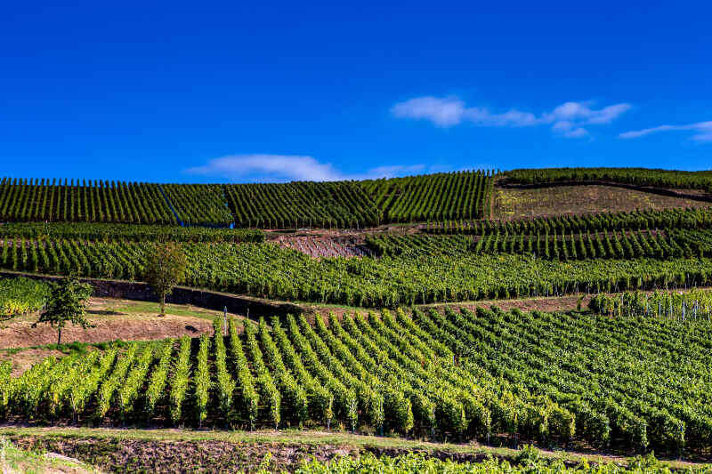 Vigneti sulla strada del vino a Kaysersberg in Alsazia