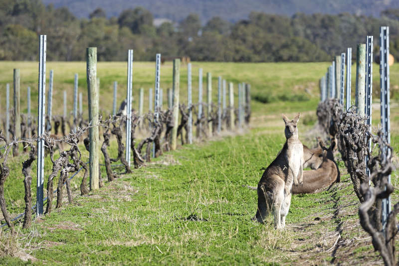 Canguri tra i Vigneti in Australia Canguri tra i Vigneti in Australia