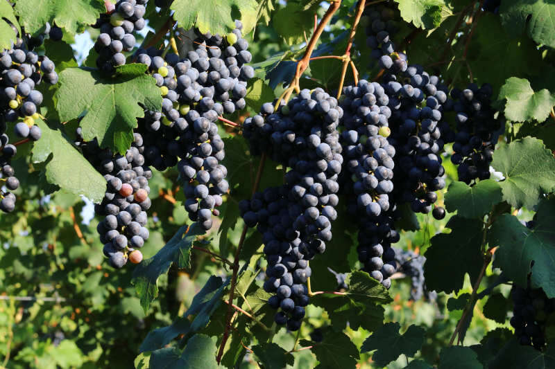 Uva Lambrusco Uva Lambrusco - Abbinamento Vino con Zucca