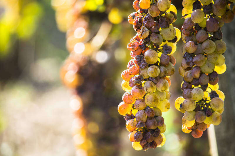 Uva colpita da Botrytis Cinerea