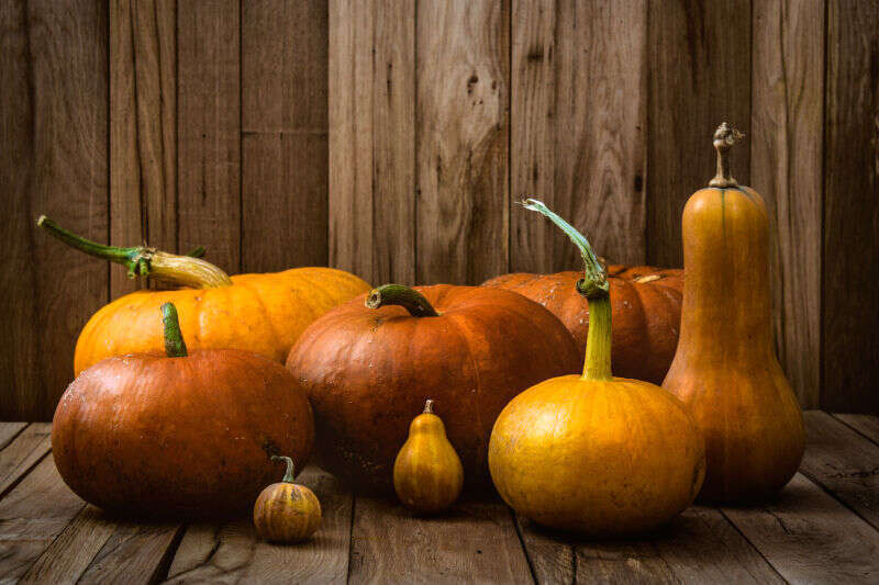 Vari tipi di Zucca Vari tipi di Zucca
