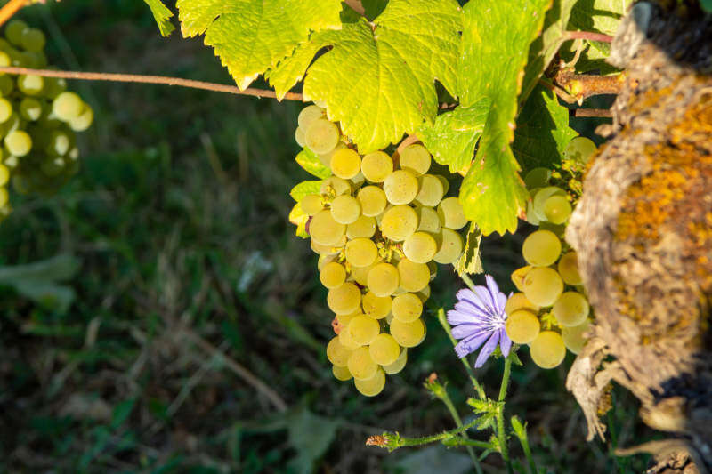 Uva bianca Savagnin pronta per la raccolta