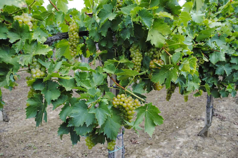 Vigneto di Chenin Blanc