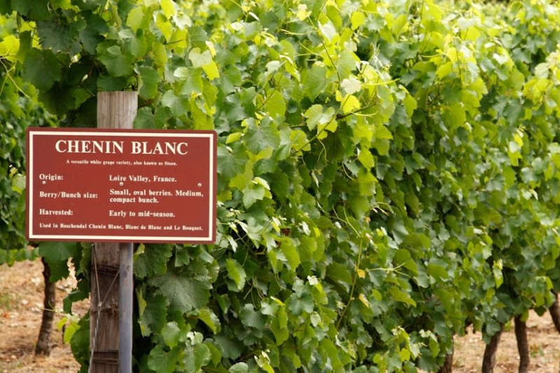 Vigneto di Chenin Blanc nella Loira