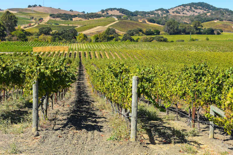 Vigneto in California