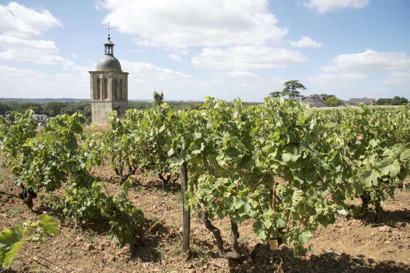 Chiesa di Notre Dame et Saint Jean Baptist circondata da vigneti sopra Vouvray nella Loira