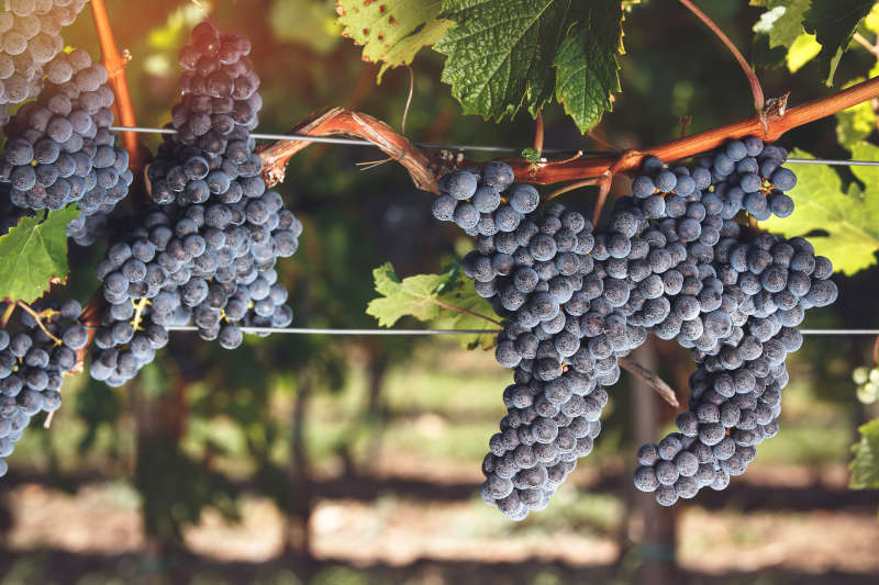 Uva matura Cabernet Franc sulla vite Uva matura Cabernet Franc sulla vite