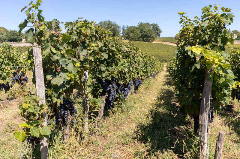 Uve Merlot mature su filari prima della vendemmia a Saint Emilion Uve Merlot mature su filari prima della vendemmia a Saint Emilion