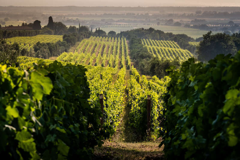 Vigneti tra Castagneto Carducci e Bolgheri Vigneti tra Castagneto Carducci e Bolgheri