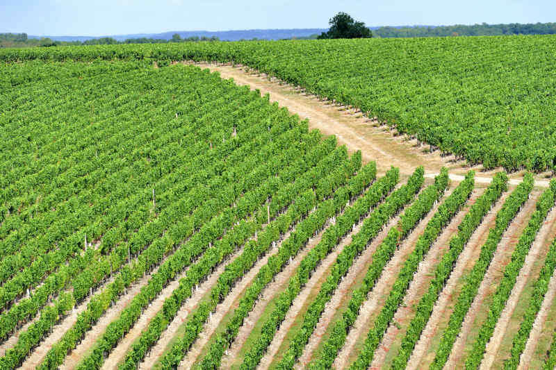 Vigneto a Chinon Vigneto a Chinon
